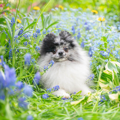 Adorable rare colored pomeranian puppy