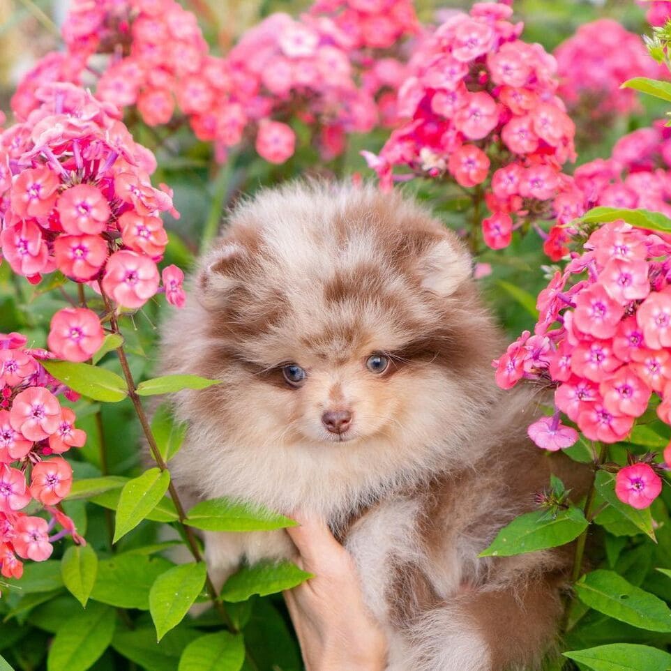 Adorable rare colored pomeranian puppy