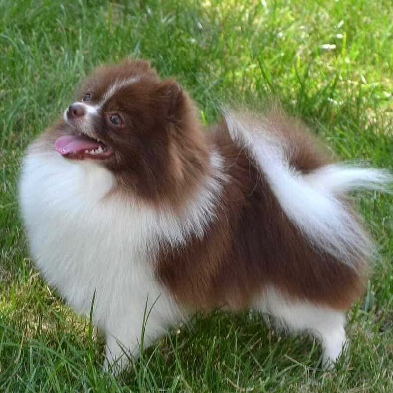 Adorable rare colored pomeranian puppy