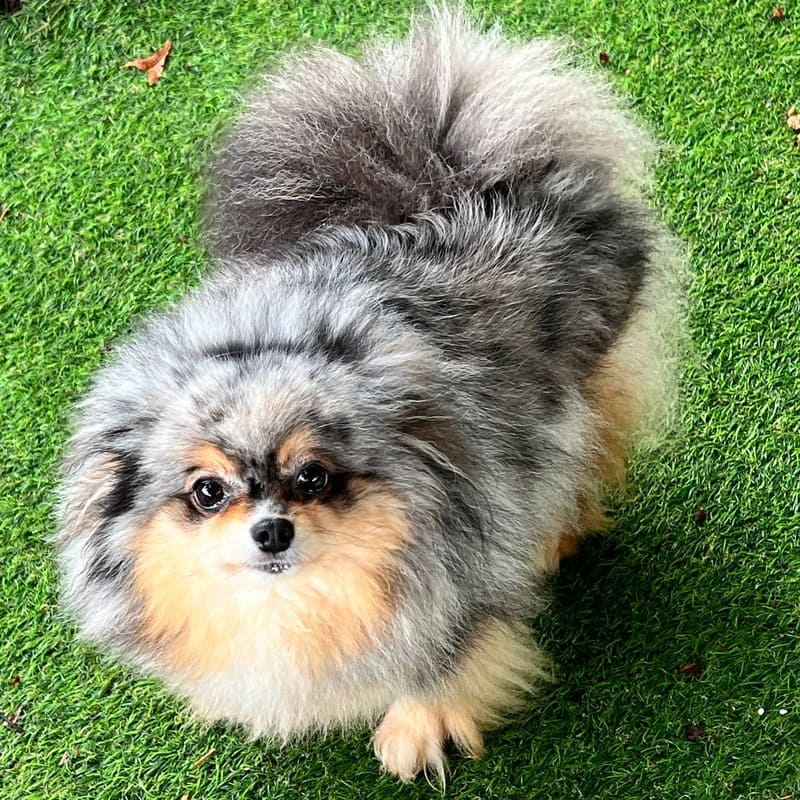 Adorable rare colored pomeranian puppy