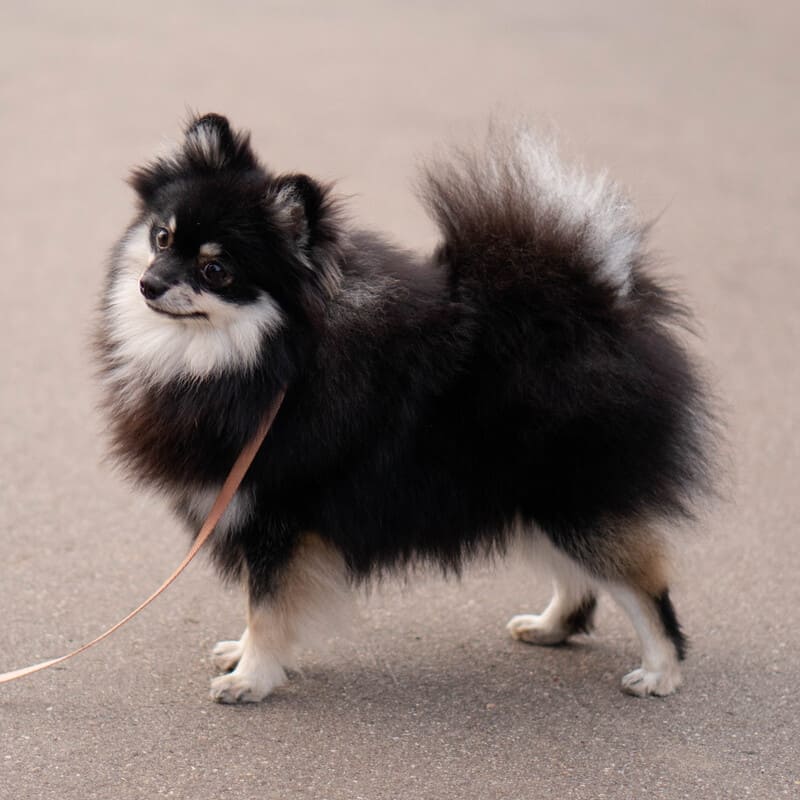 Adorable rare colored pomeranian puppy