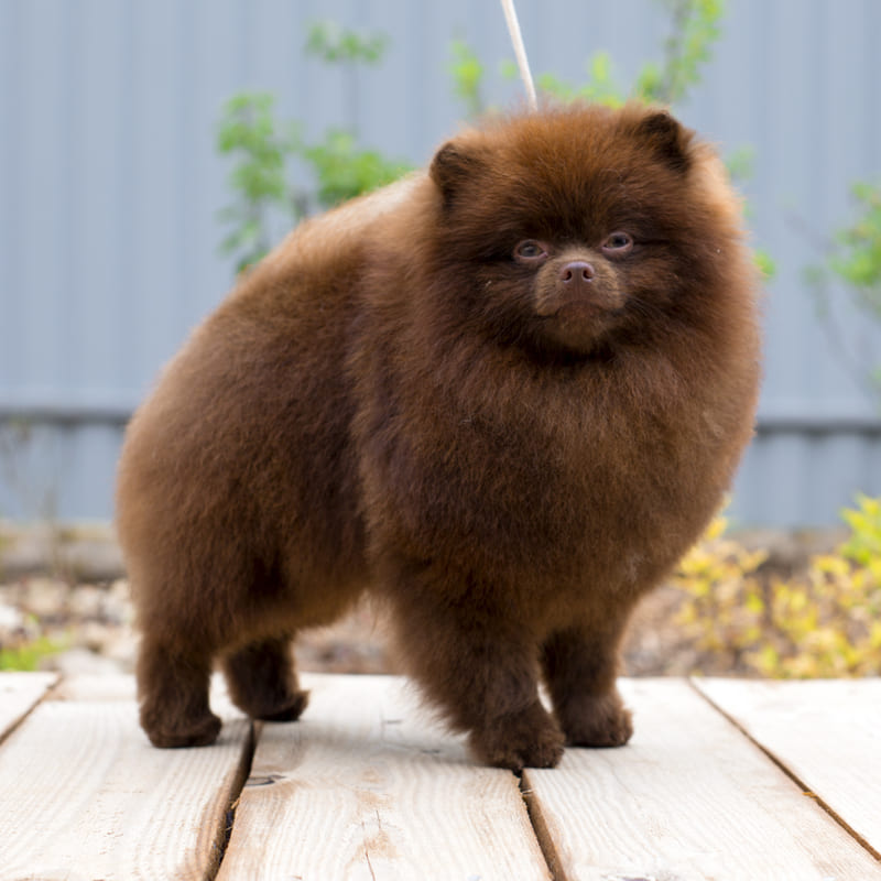 Adorable rare colored pomeranian puppy