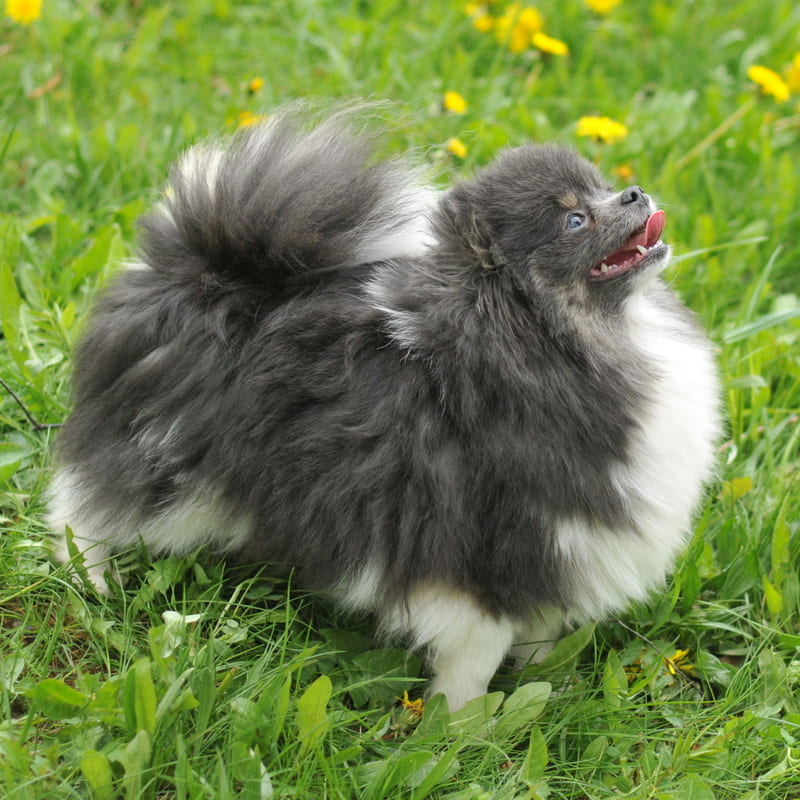 Adorable rare colored pomeranian puppy