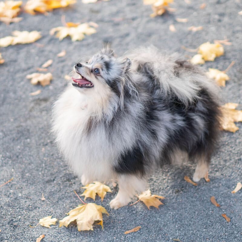 Adorable rare colored pomeranian puppy