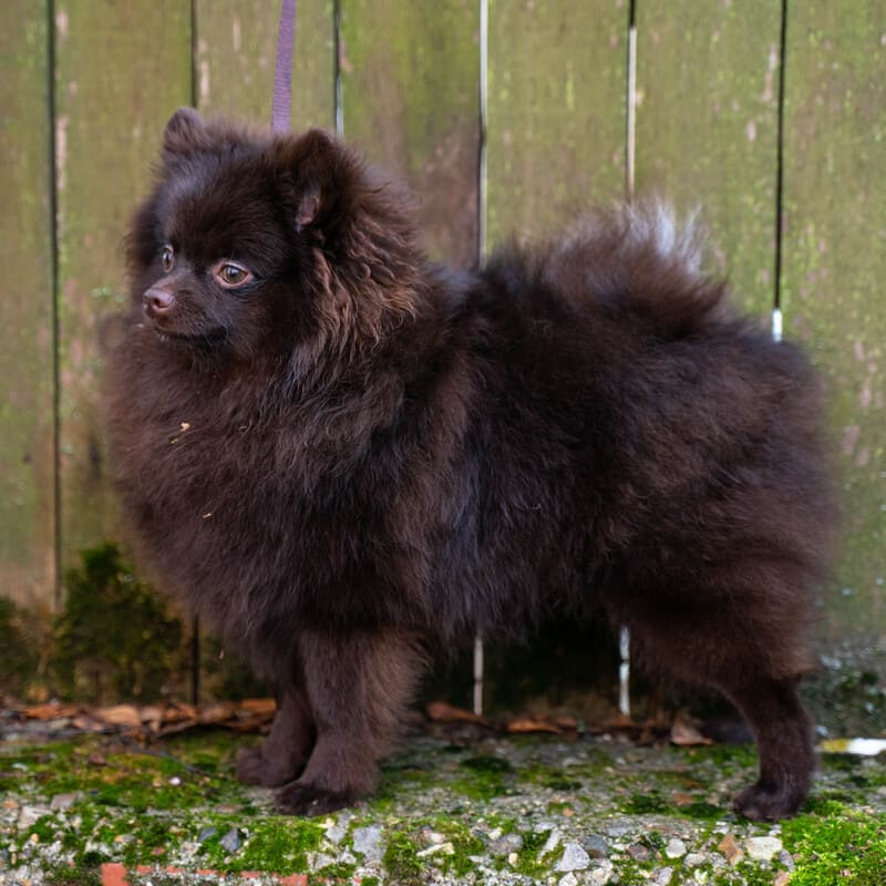 Adorable rare colored pomeranian puppy