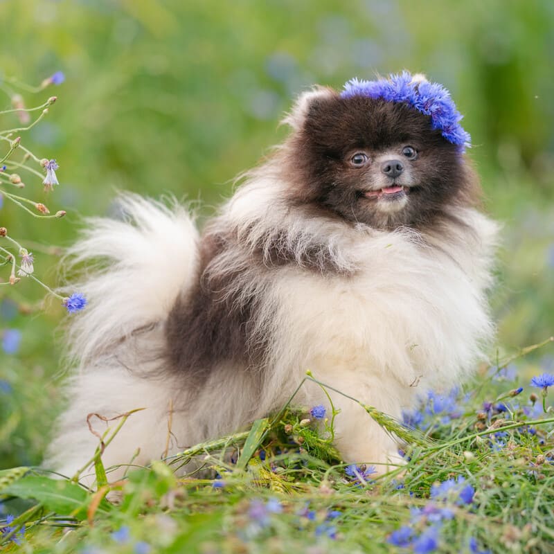 Adorable rare colored pomeranian puppy