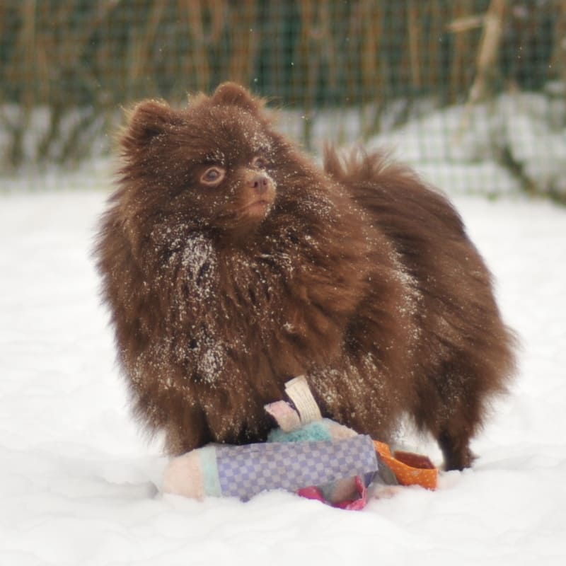 Adorable rare colored pomeranian puppy