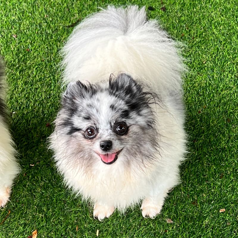 Adorable rare colored pomeranian puppy