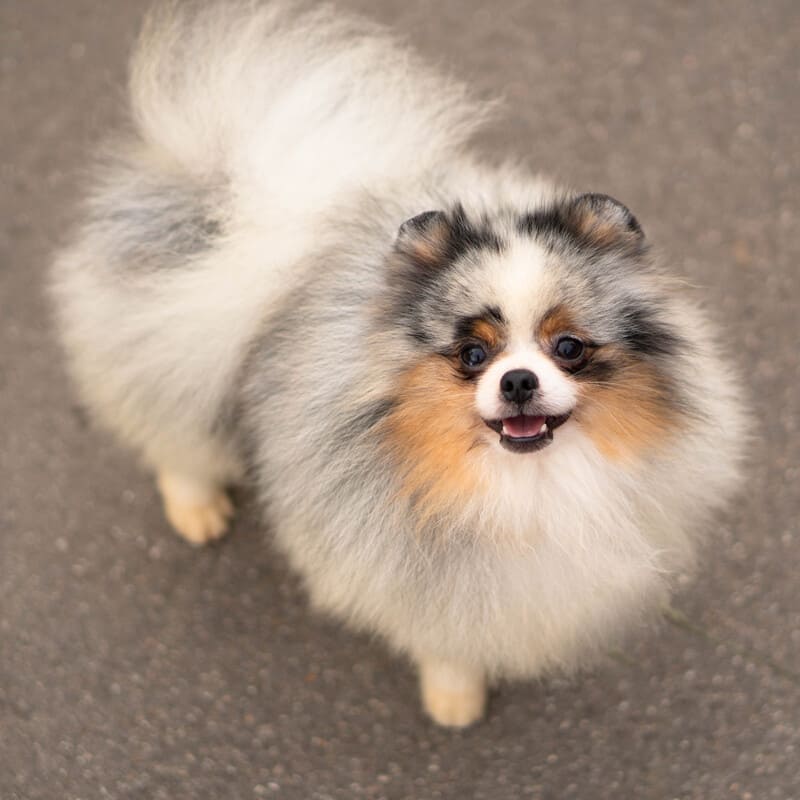 Adorable rare colored pomeranian puppy