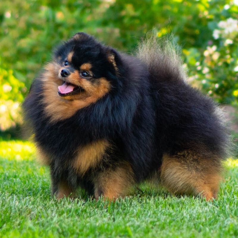 Adorable rare colored pomeranian puppy