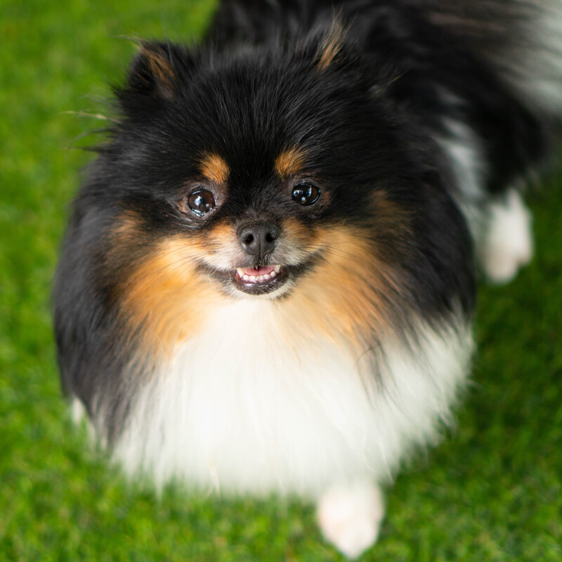 Adorable rare colored pomeranian puppy