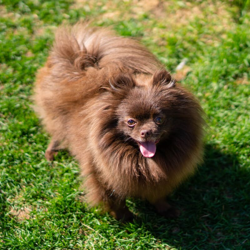 Adorable rare colored pomeranian puppy