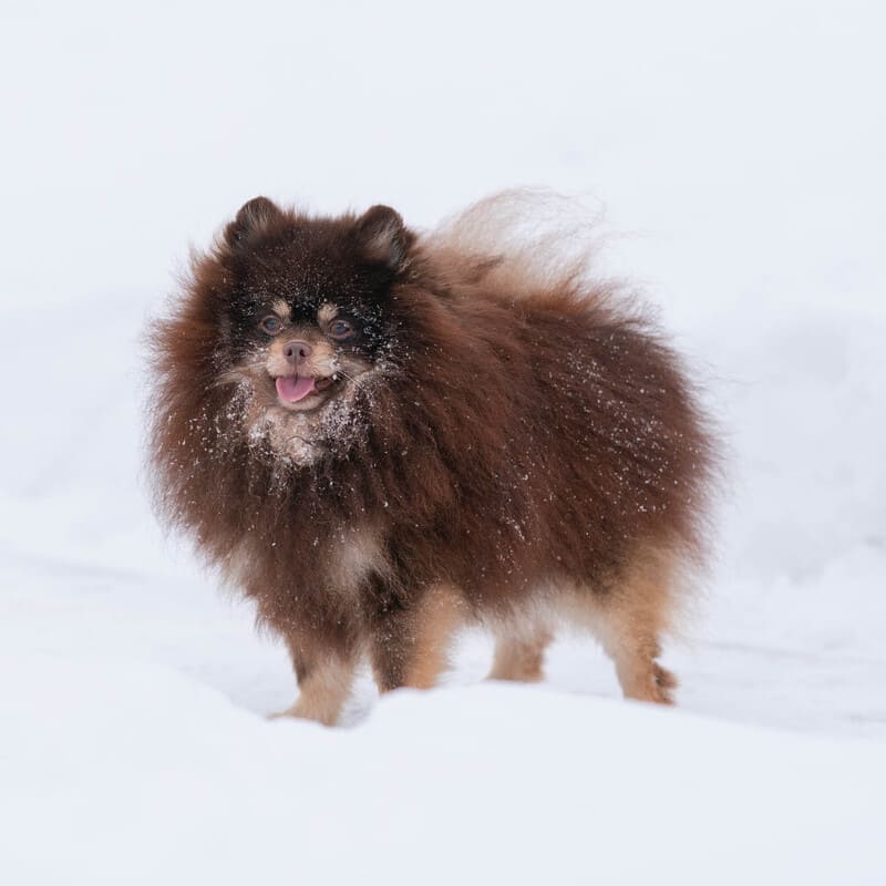 Adorable rare colored pomeranian puppy