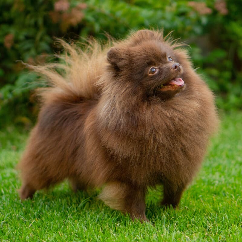 Adorable rare colored pomeranian puppy