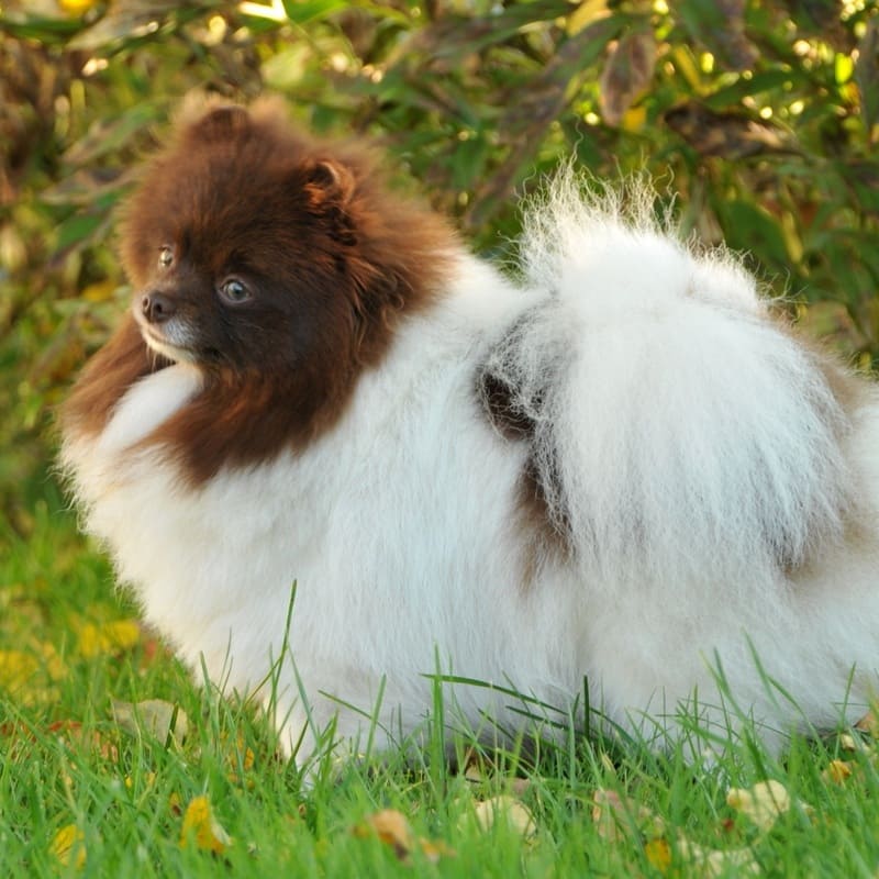 Adorable rare colored pomeranian puppy