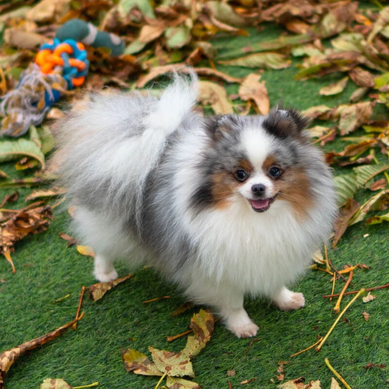 Adorable rare colored pomeranian puppy