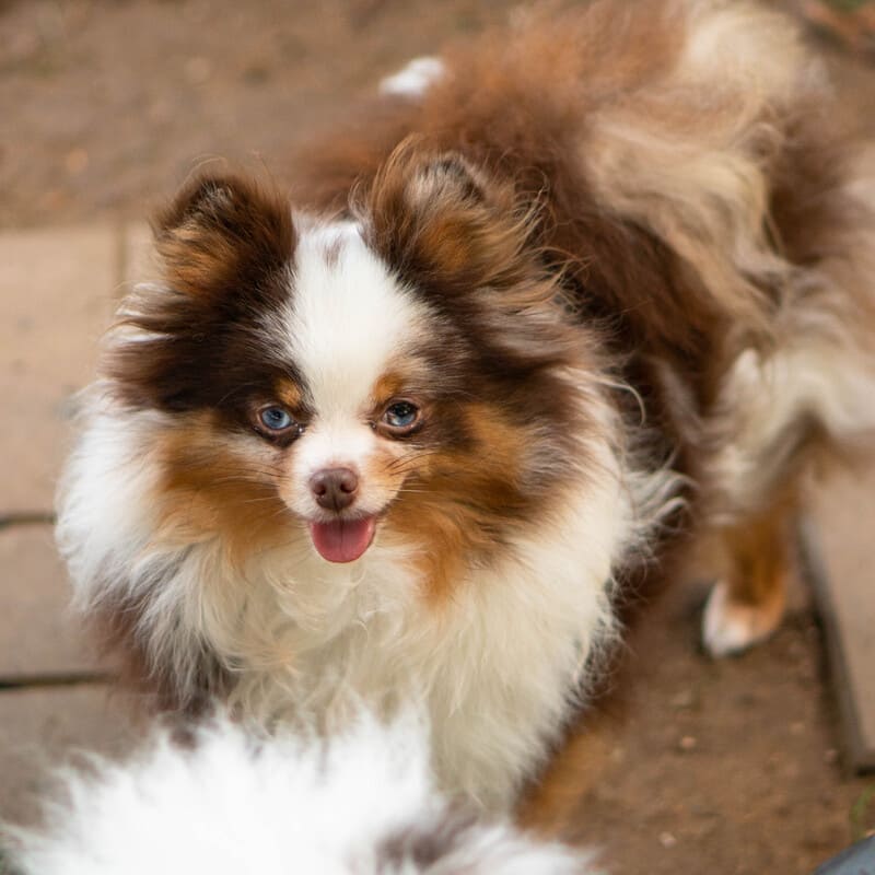 Adorable rare colored pomeranian puppy