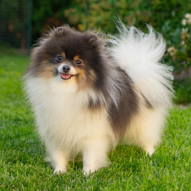 Adorable rare colored pomeranian puppy