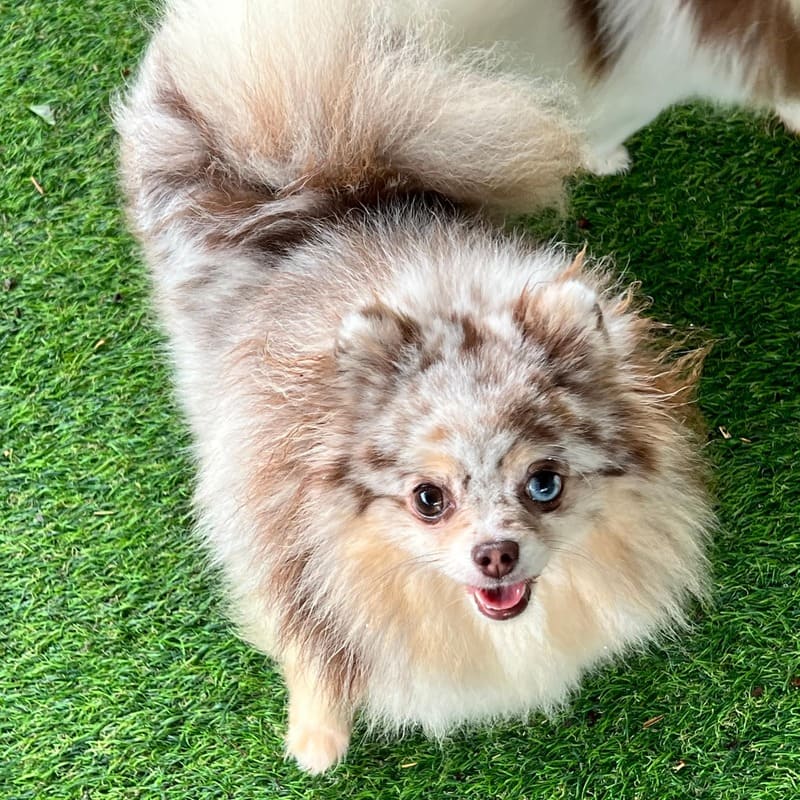 Adorable rare colored pomeranian puppy