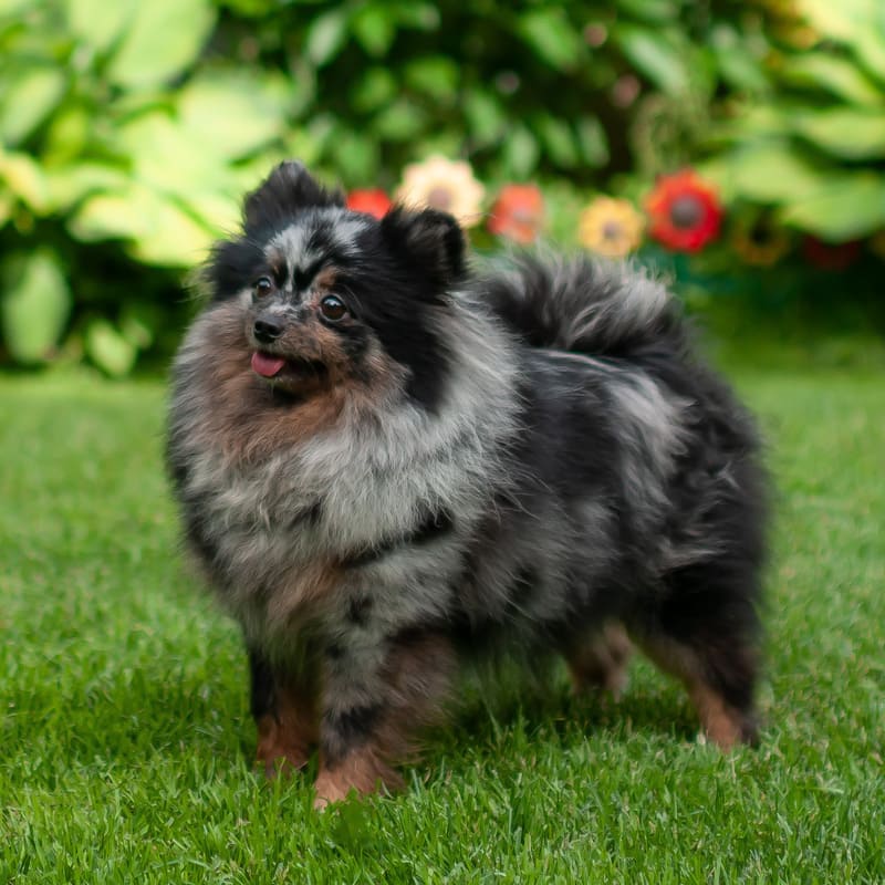 Adorable rare colored pomeranian puppy