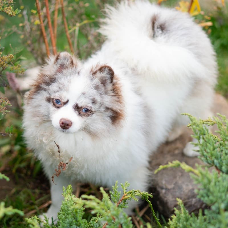 Adorable rare colored pomeranian puppy