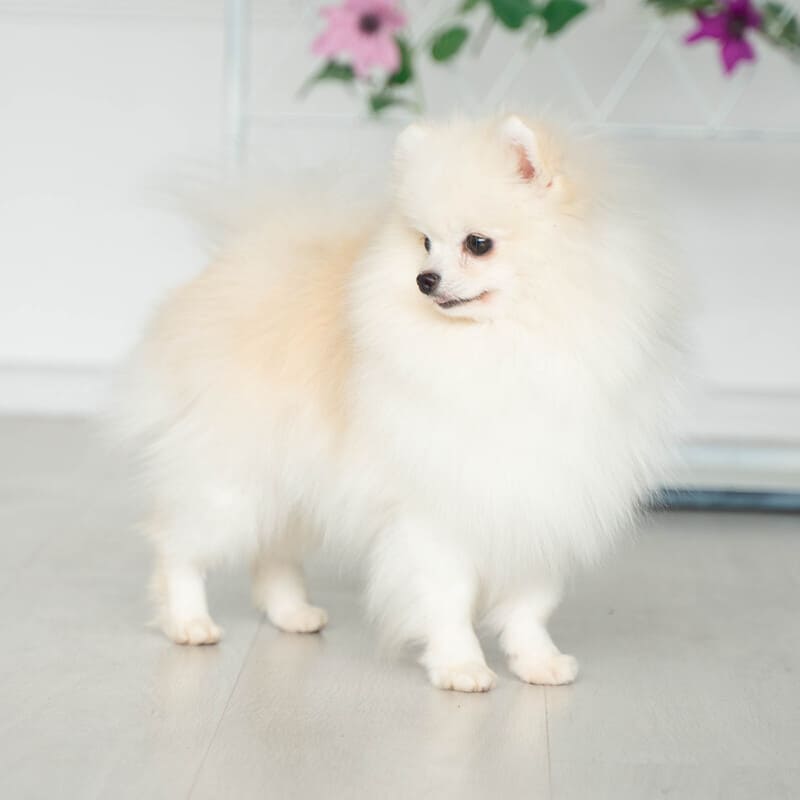 Adorable rare colored pomeranian puppy