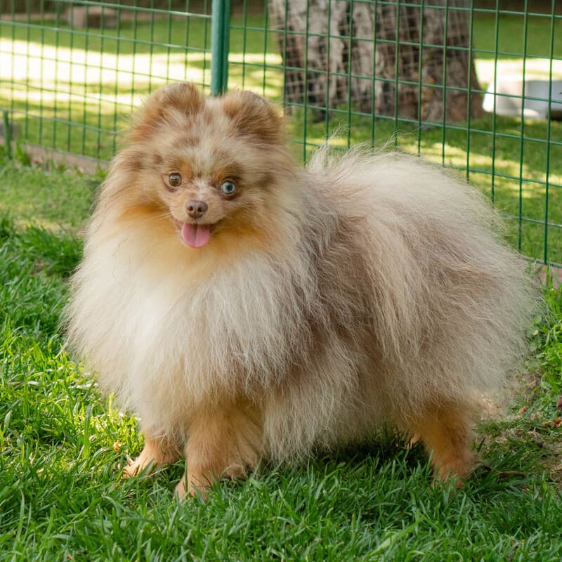 Adorable rare colored pomeranian puppy