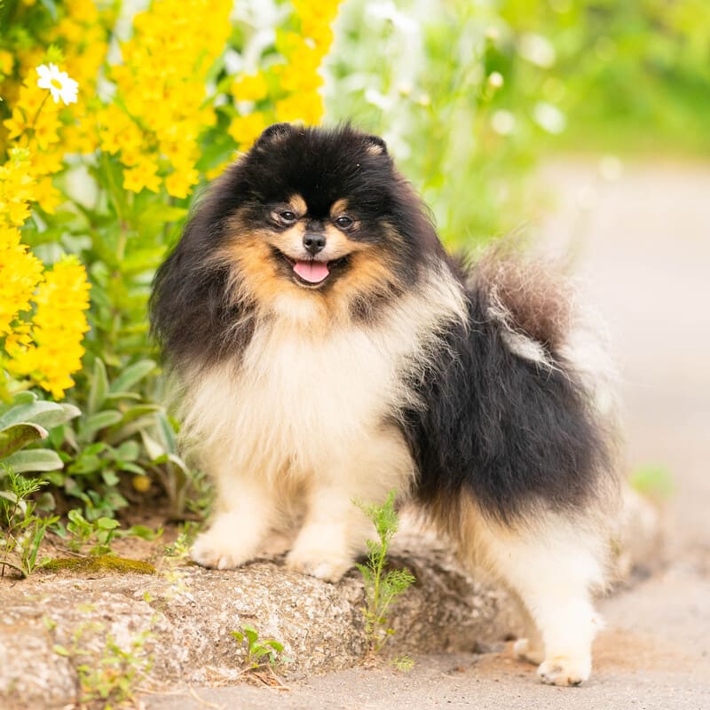 Adorable rare colored pomeranian puppy