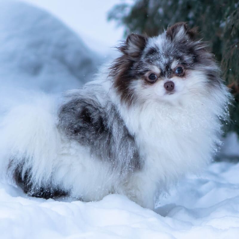 Adorable rare colored pomeranian puppy