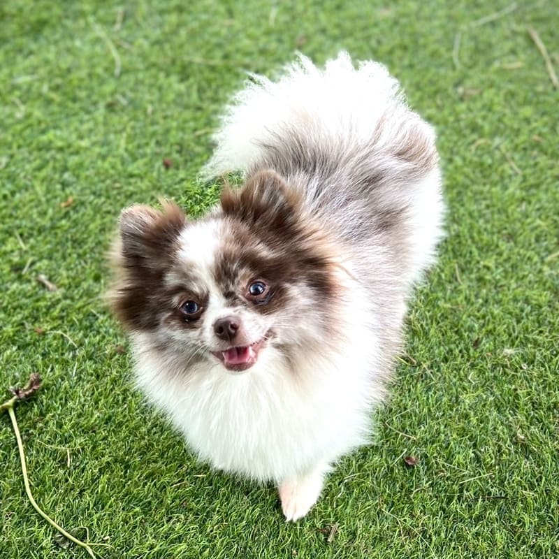 Adorable rare colored pomeranian puppy