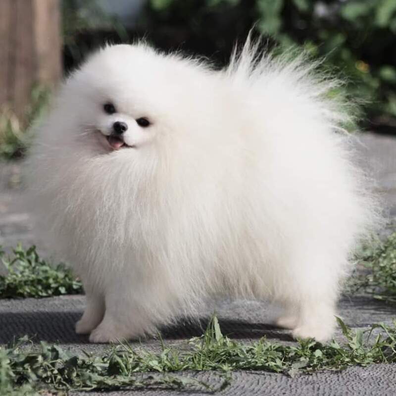 Adorable rare colored pomeranian puppy