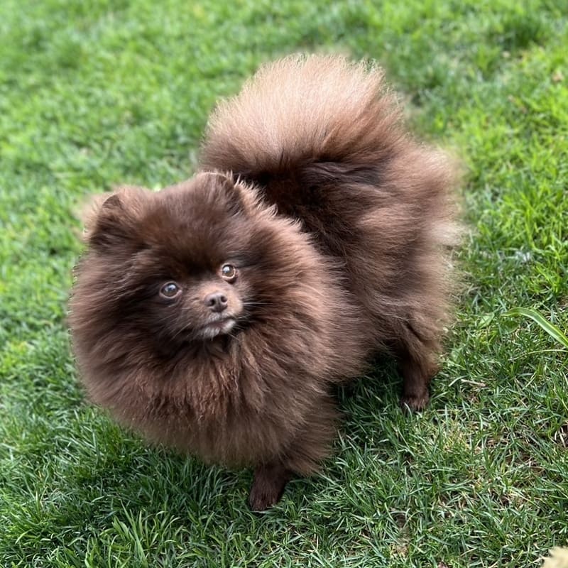 Adorable rare colored pomeranian puppy