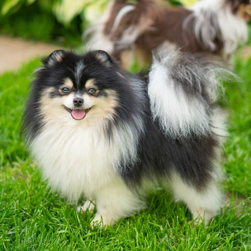 Adorable rare colored pomeranian puppy