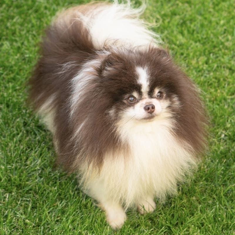 Adorable rare colored pomeranian puppy