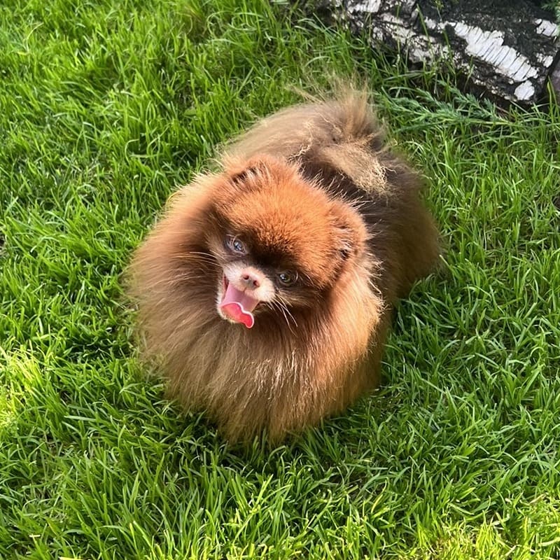 Adorable rare colored pomeranian puppy