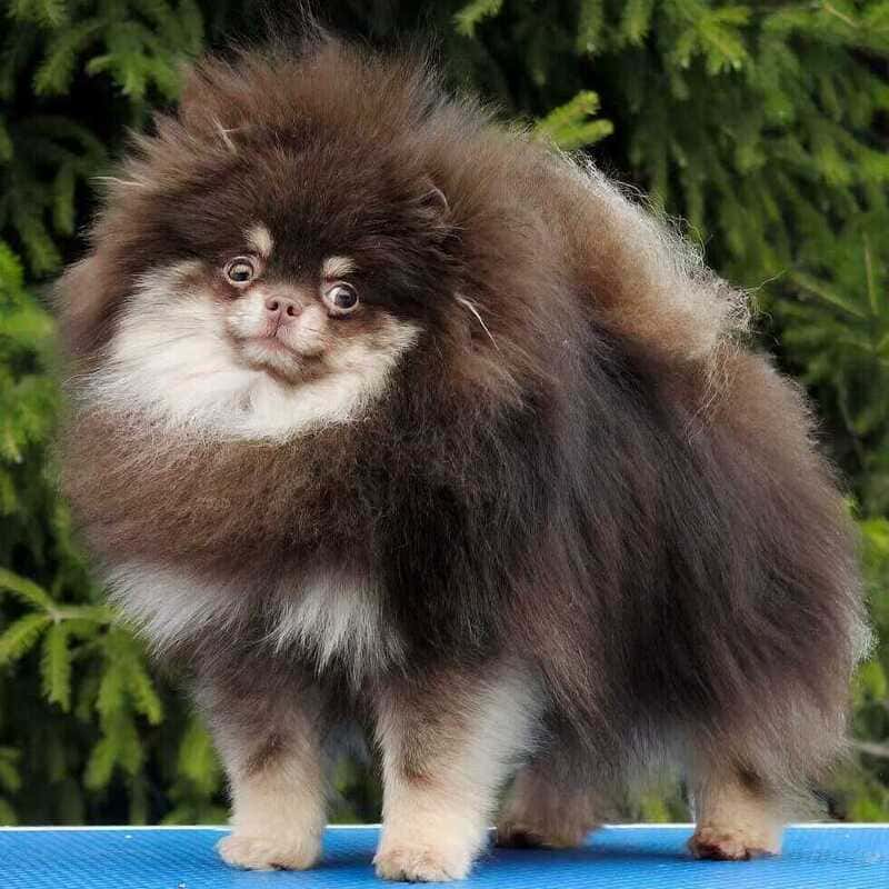 Adorable rare colored pomeranian puppy