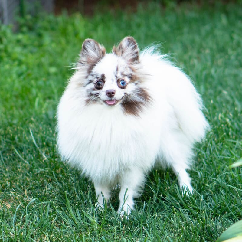 Adorable rare colored pomeranian puppy