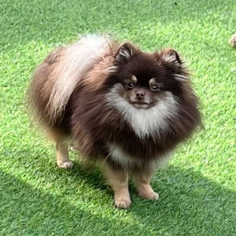 Adorable rare colored pomeranian puppy