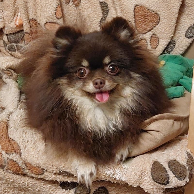 Adorable rare colored pomeranian puppy