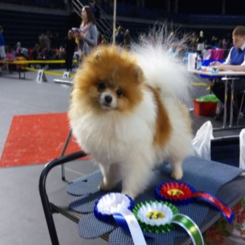 Adorable rare colored pomeranian puppy