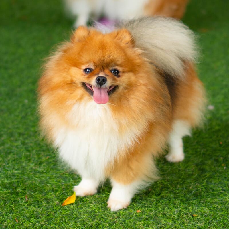 Adorable rare colored pomeranian puppy